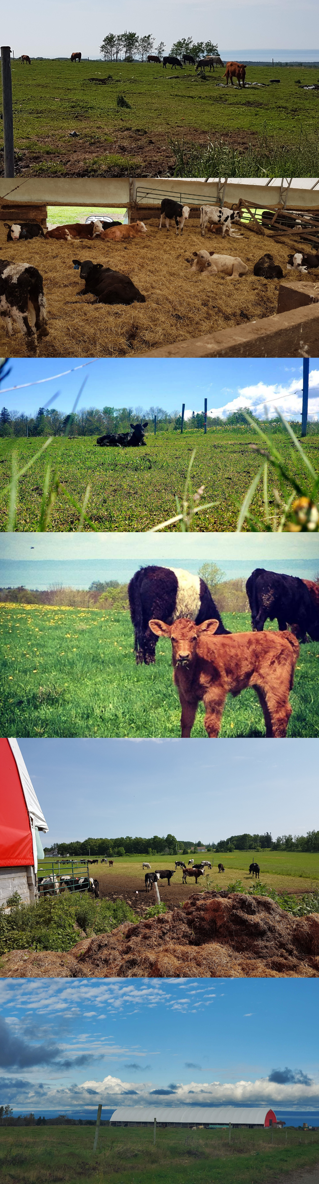 Collage of several different images showing cows at Getaway farm